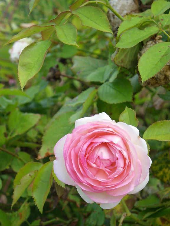Willa Fleur De Ciel Loos-en-Gohelle Zewnętrze zdjęcie